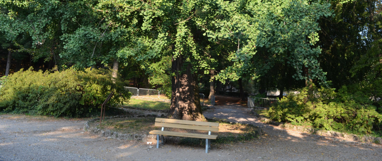 Il ginkgo dei Giardini Estensi