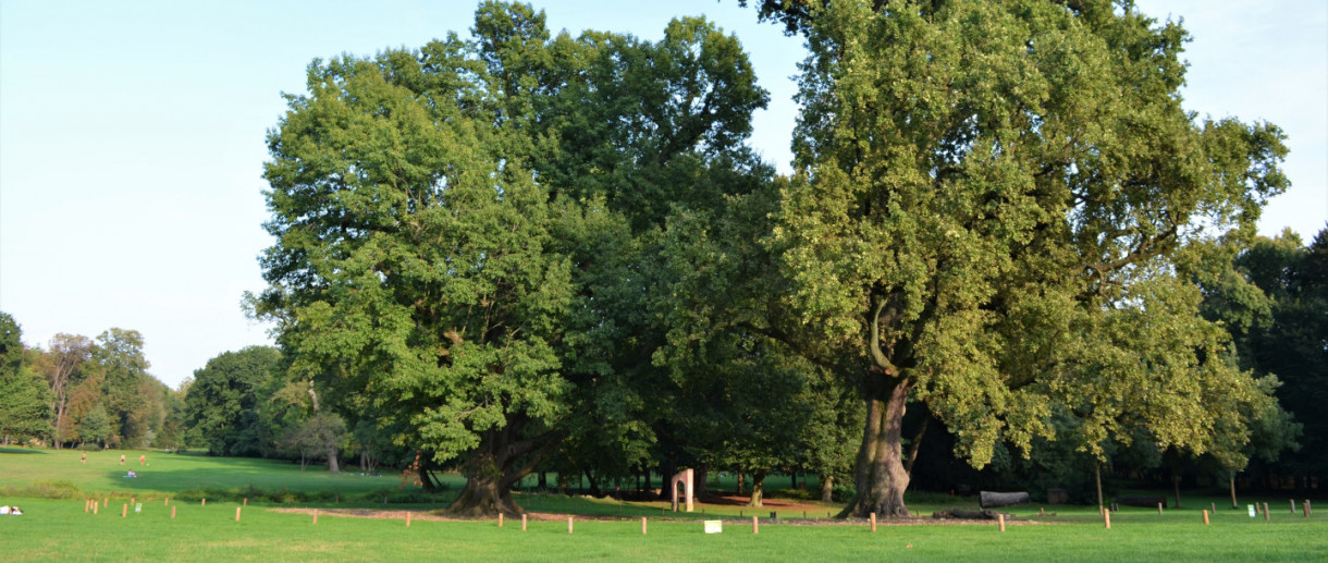 Le Querce gemelle di Villa Reale