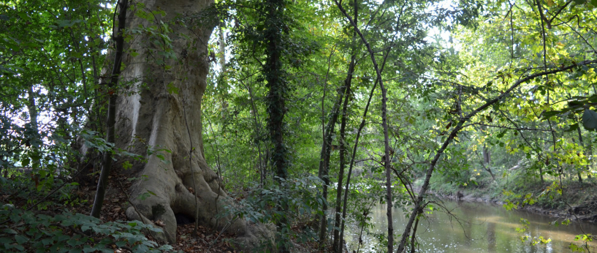 I Platani del Parco di Monza