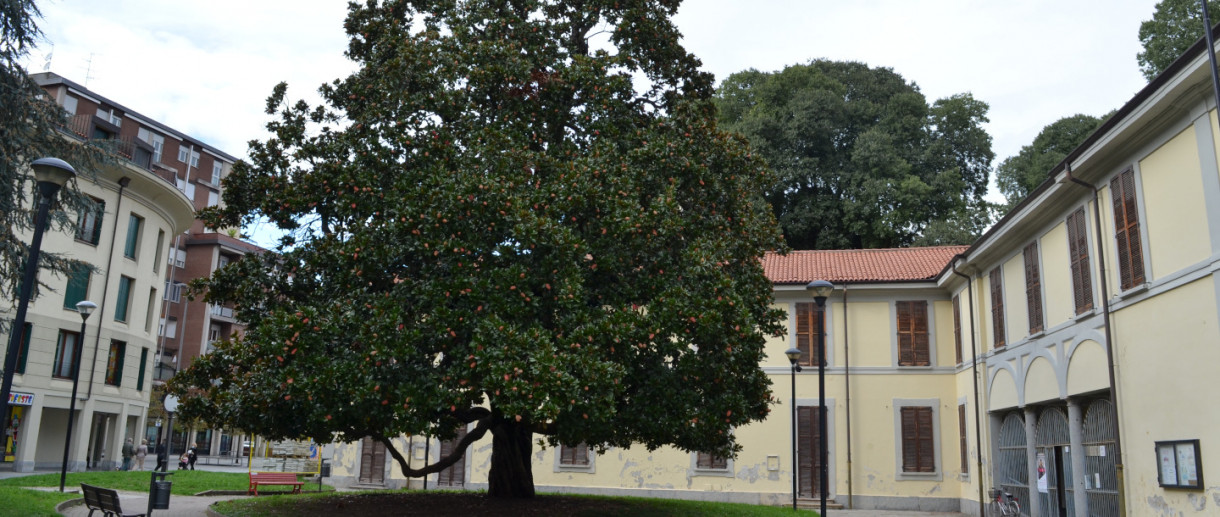 La Magnolia di Lissone