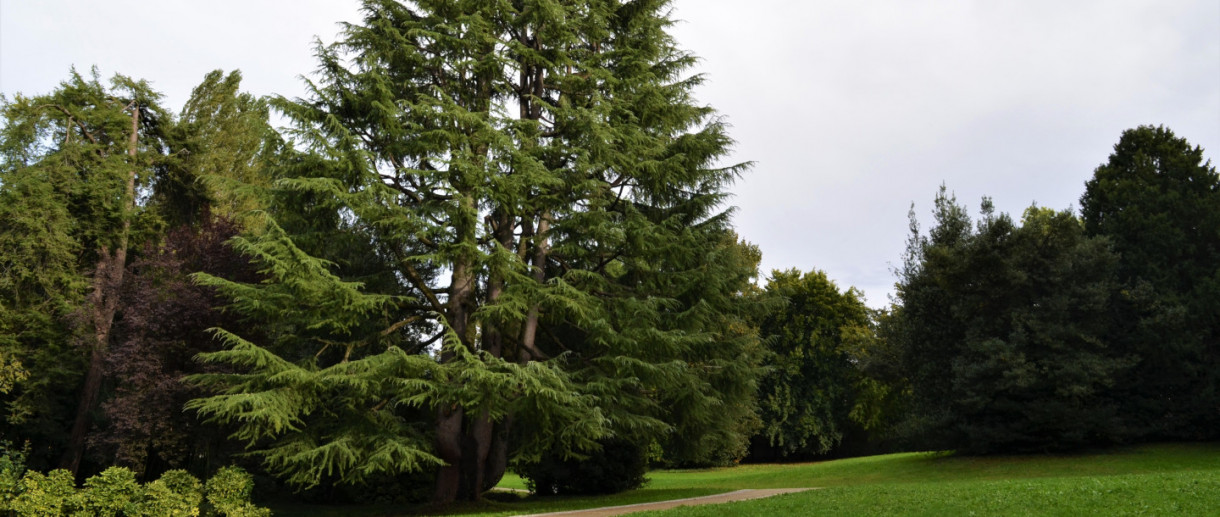 Il Cedro di Villa Filippini