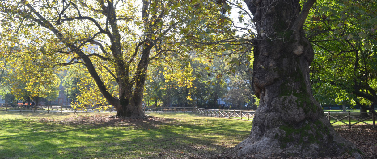 The Monumental Plane Trees of Milan