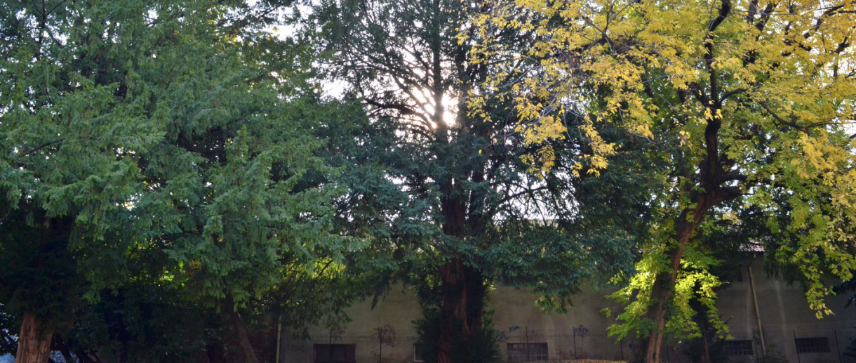 The Yew of Cerro Maggiore