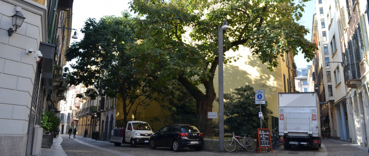 The Paulownia of Brera