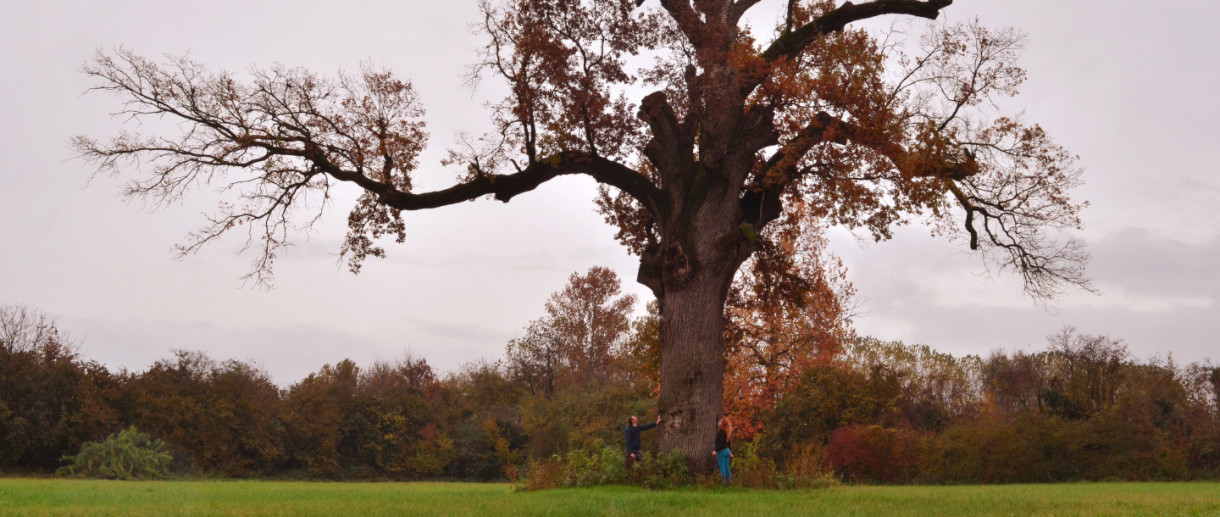 La Quercia di Goito