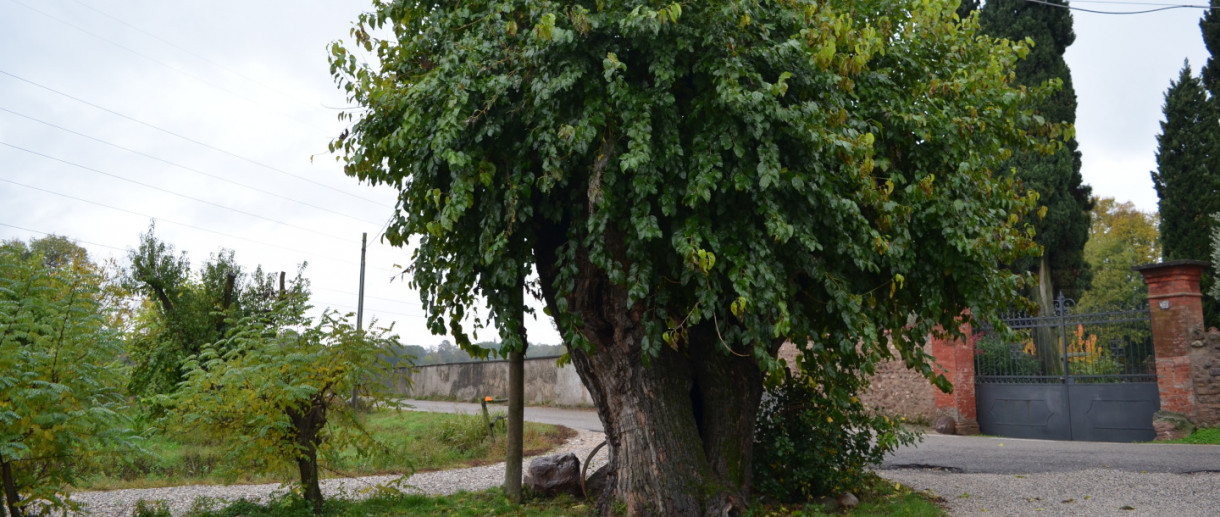 Il Gelso di Volta Mantovana