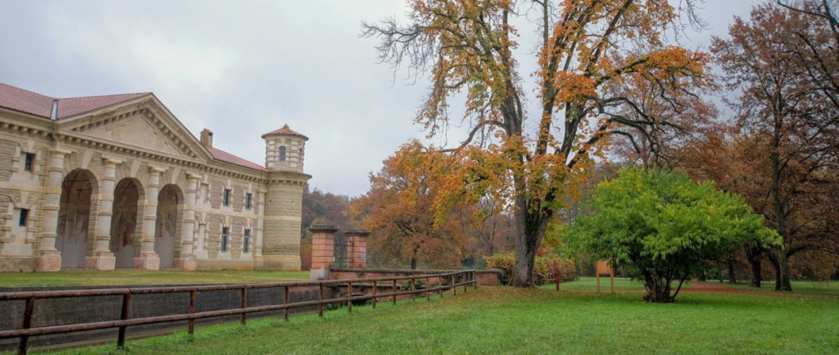 L’Ippocastano dei Bosco Fontana