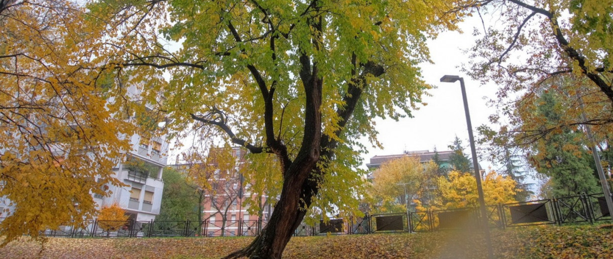 La Maclura pomifera di Mantova