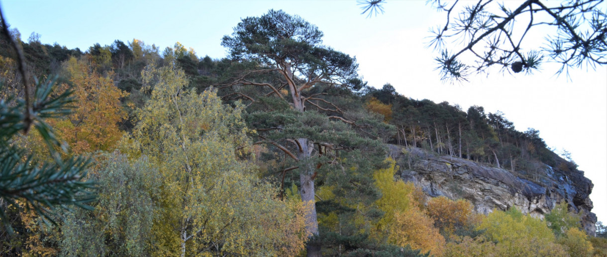 Il Pino silvestre di Paspardo