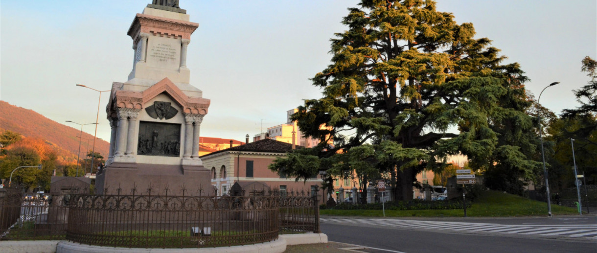 The Cedar of Piazzale Arnaldo