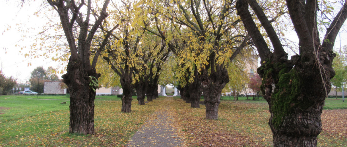 The Row of Mulberry Trees at Prevalle