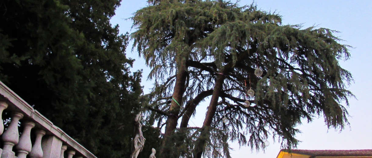 The Cedar of Verolanuova