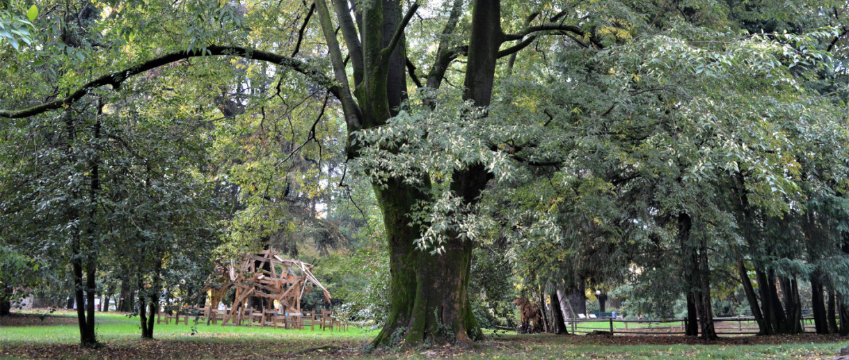 Il Bagolaro di Villa Braila