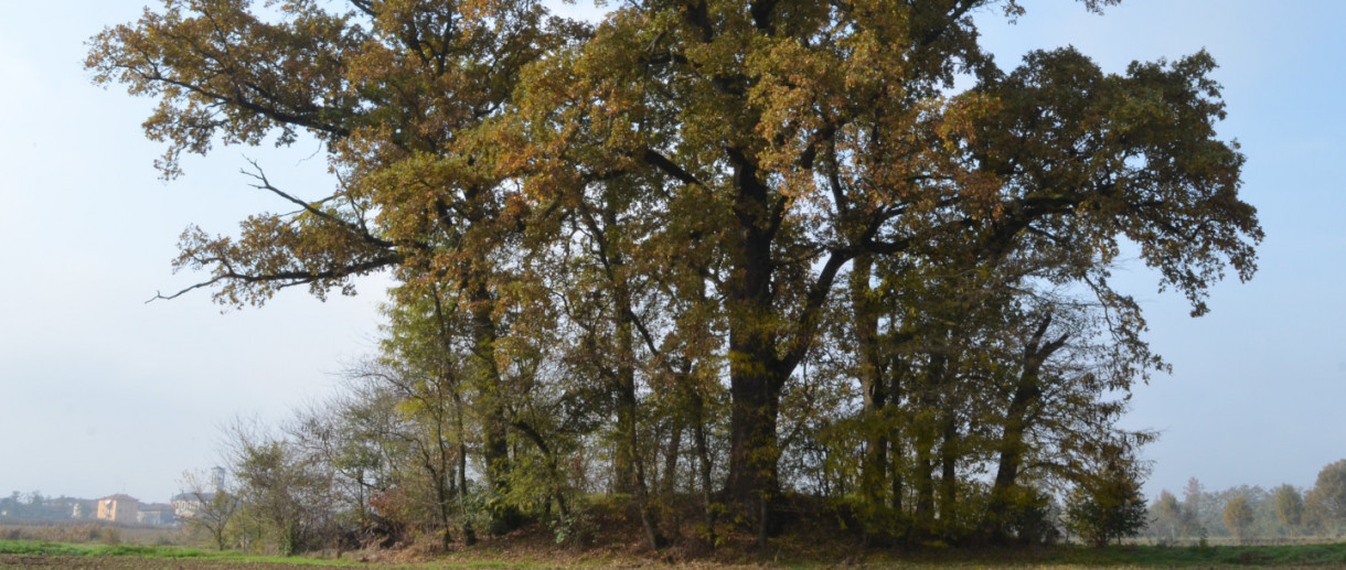 Il cerchio di querce di Cascina Monticelli