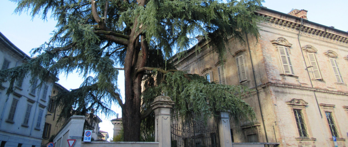 Il Cedro di Palazzo Premoli a Crema