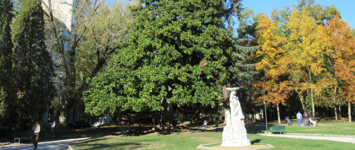 La Magnolia di Cremona