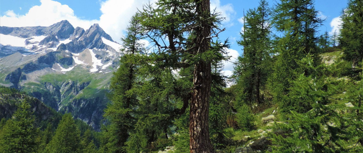 The thousand-year-old larch in Valmalenco