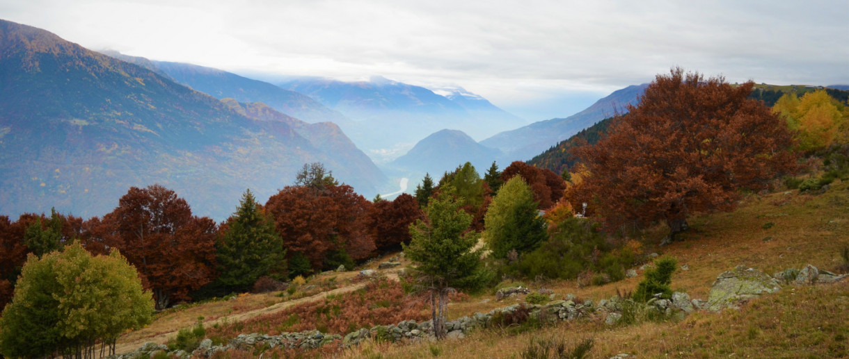Tra i paesaggi della Valtellina: 10 alberi monumentali unici