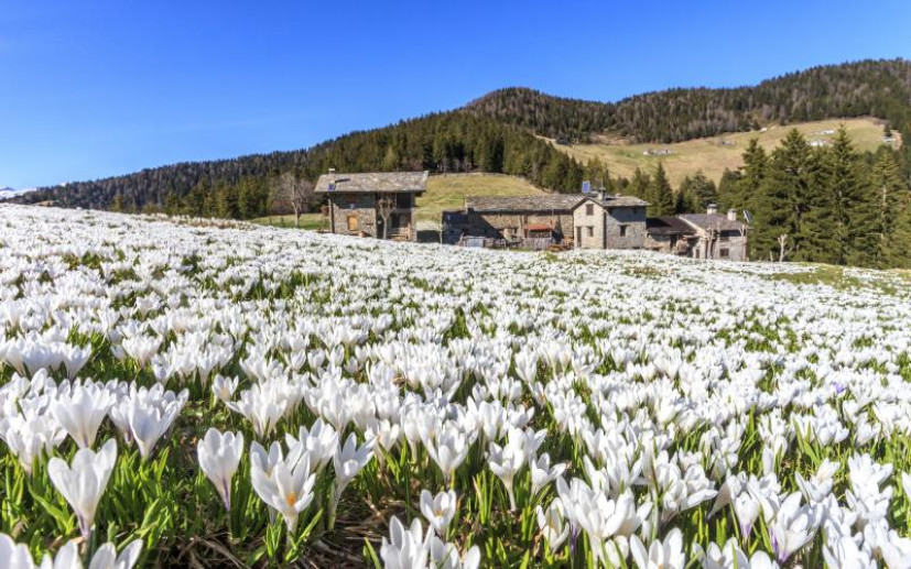 Valle del Bitto di Albaredo