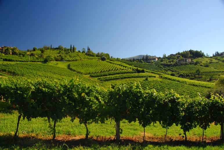 Terre del Vescovado