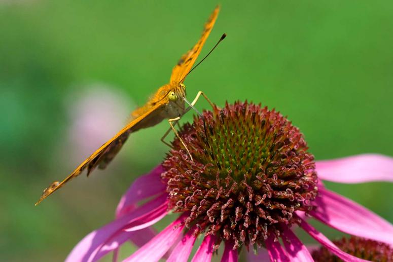 Botanischer Garten Brescia in Toscolano Maderno