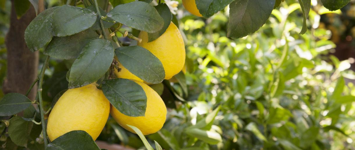 Limoni del lago di Garda