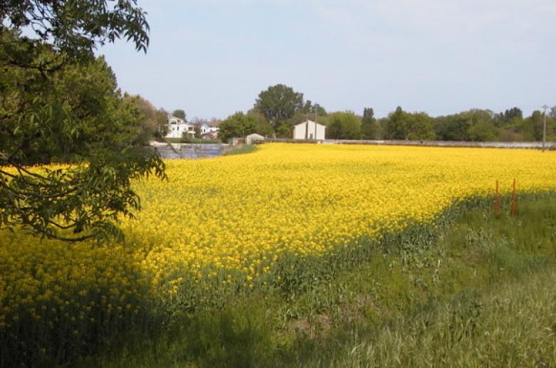 Goito, Borghi Mantova