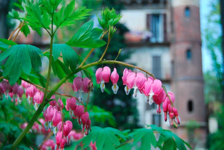 Orto Botanico di Brera, Giardini Milano