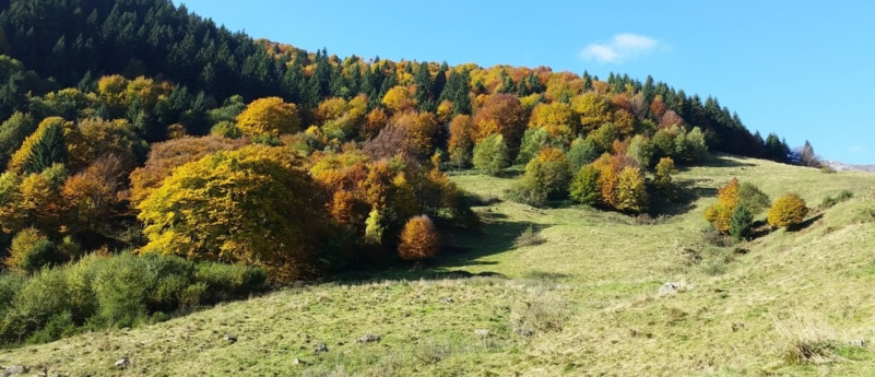 VALTROMPIA - IL FAGGIO