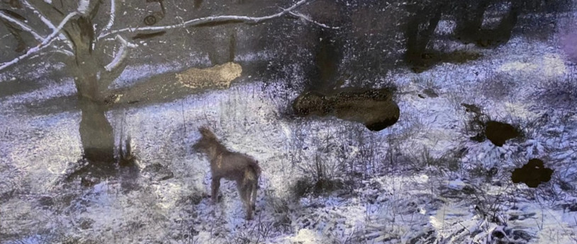 Mostra Dacia Manto:Nebulosa 11. Beside Walden Mostra Dacia Manto:Nebulosa 11. Beside Walden