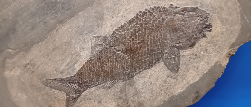 A Besano sulle tracce dei fossili