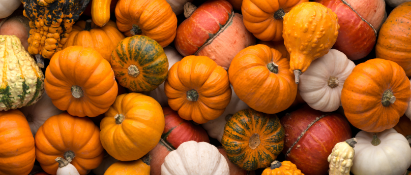 Festa della Zucca
