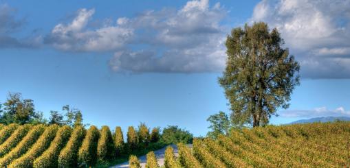 Franciacorta, dónde ir en Lombardía