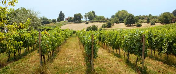 Bike riding along San Colombano’s Wine Route