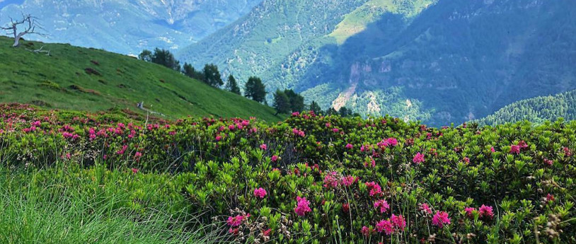 Valsassina -  Piano delle Betulle