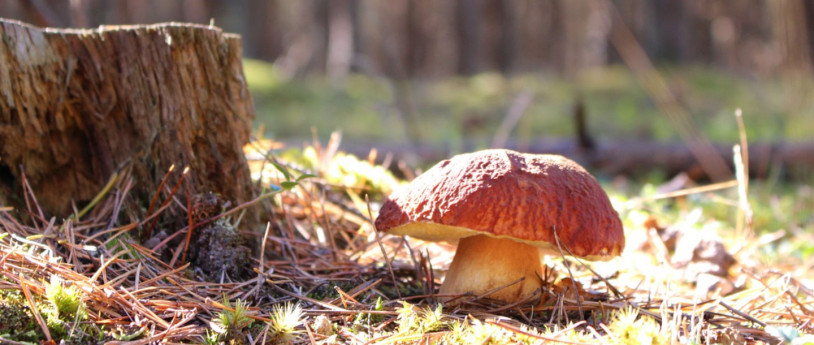 Andar per funghi in Lombardia