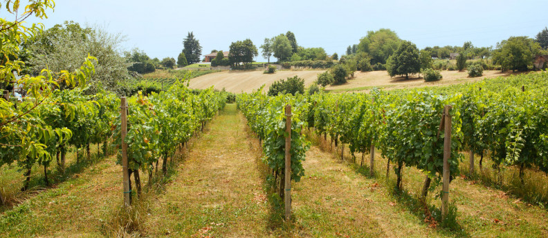 Calici alzati nei vigneti e nelle cantine della Lombardia - San Colombano