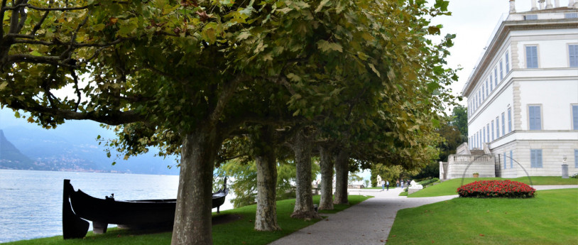 Between lake and mountains the 10 most beautiful trees in the Province of Como