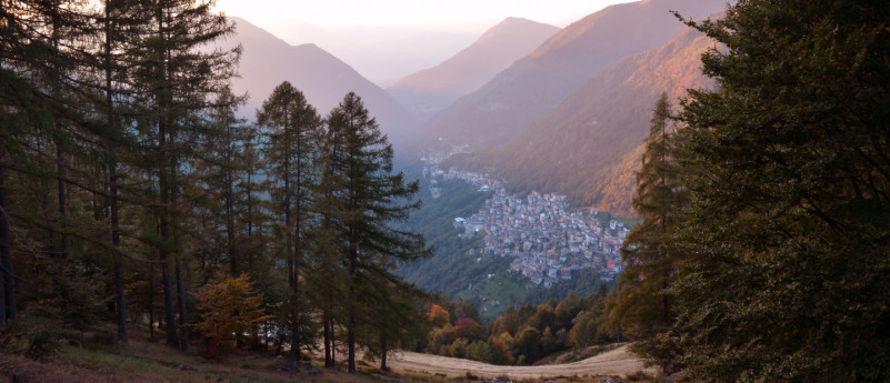 Tra valli, laghi e colline: i 10 alberi più rappresentativi della Provincia di Lecco