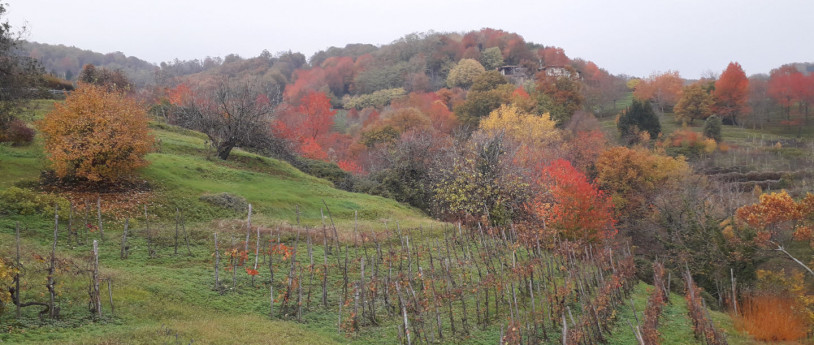 San Martino, castagne e vino - Pontida, vigneti e boschi in autunno