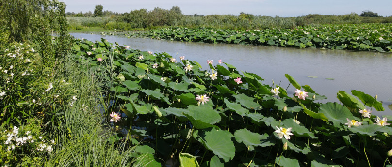 Fior di Loto - Lago Superiore - Mantova