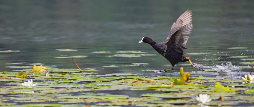 Parchi per riscoprire gli animali - istockphoto - folaga lago di comabbio