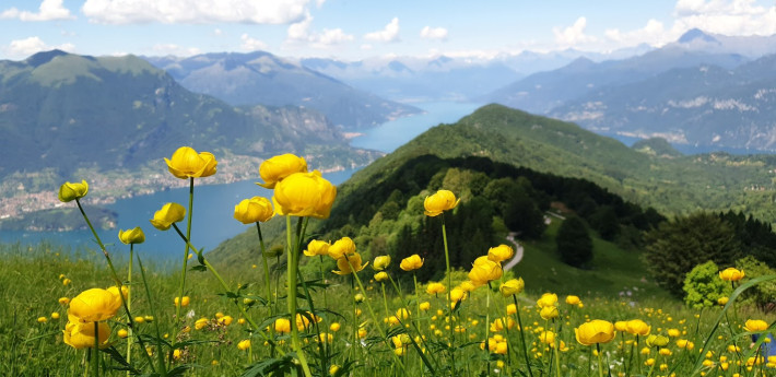 Ranuncoli e vista sul Lario dal San Primo