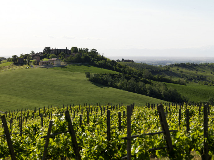 TENUTA DI OLIVA di F. Guasti & C. s.n.c.