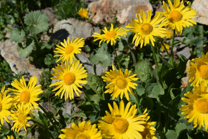 20^ Festa Alpe Morscenzo - Arnica Montana 20^ Festa Alpe Morscenzo - Arnica Montana