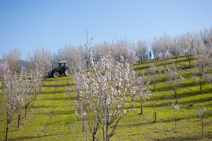 La passeggiata dei mandorli in fiore La passeggiata dei mandorli in fiore