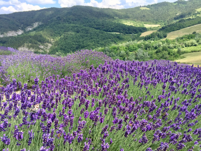 Anello di Costa Pelata: natura e biologico Anello di Costa Pelata: natura e biologico