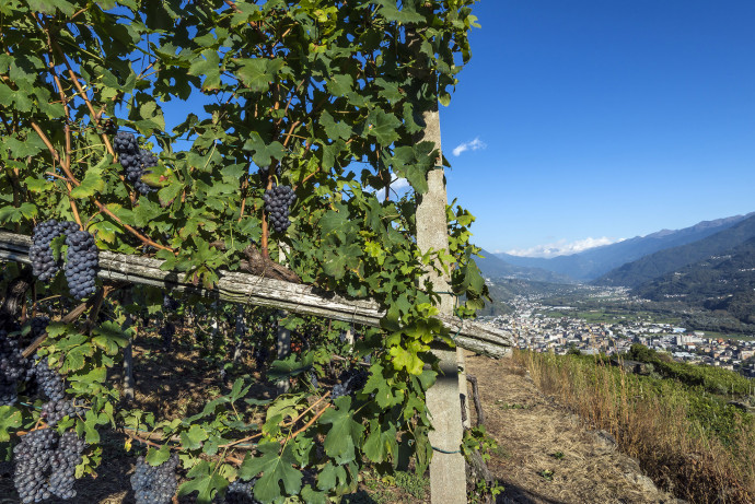 Valtellina Wine Trekking Valtellina Wine Trekking
