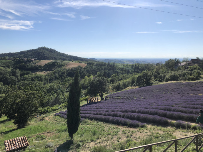lavanda in oltrepò lavanda in oltrepò