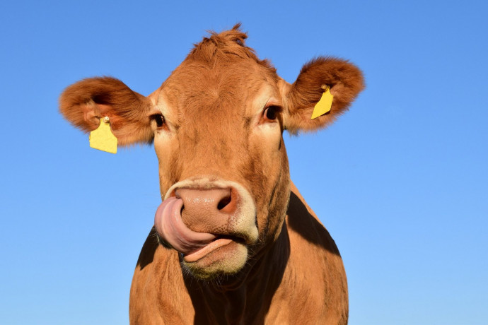 Lombardia Carne: 132 edizione